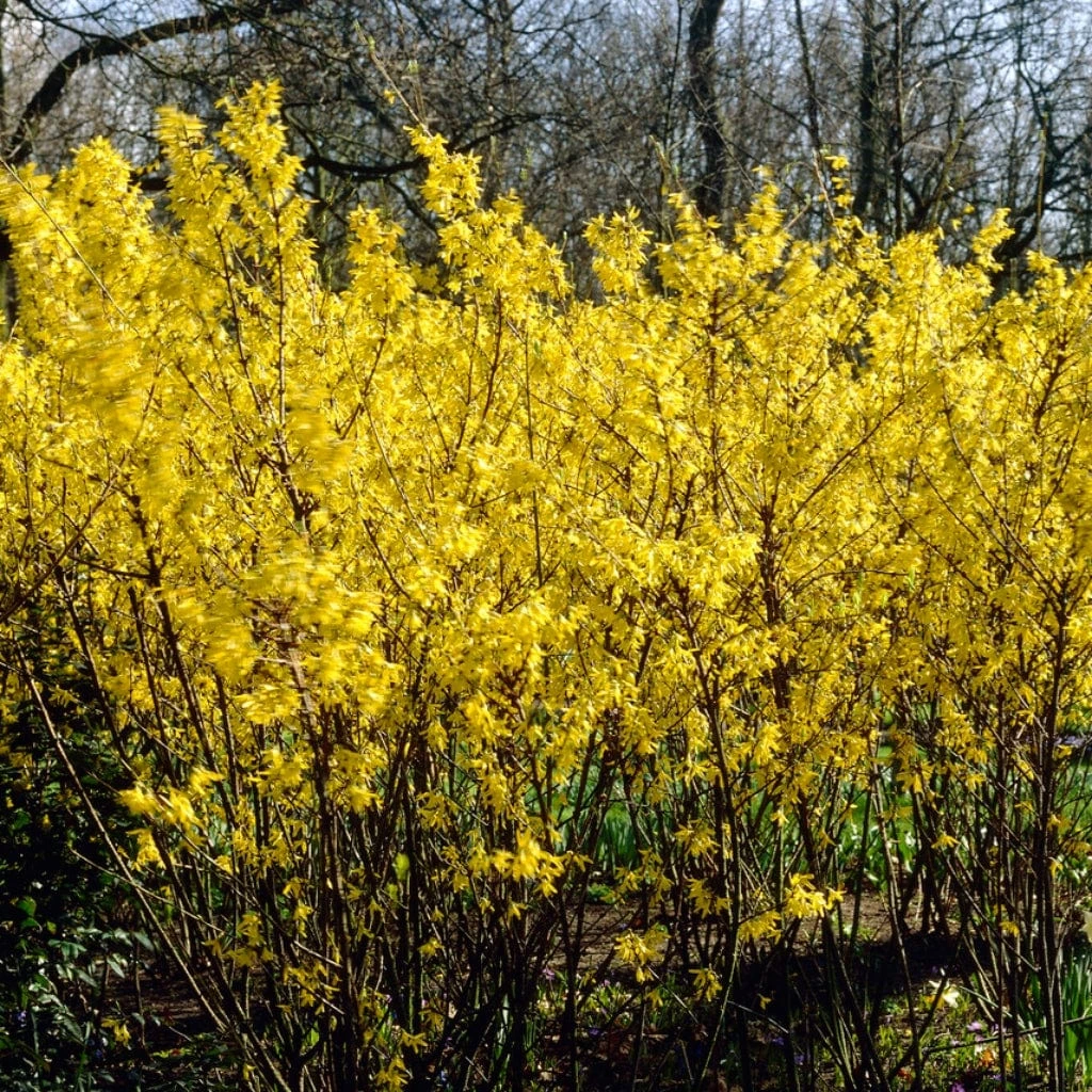 Golden Bells | Forsythia Intermedia 'Spectabilis' 1 Golden Bells | Forsythia Intermedia 'Spectabilis'