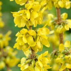 Early Spring Flowering Shrub Collection -Roots Plants Shop SHR0170 2 4b00226f a6df 4fca b6db 20e62c2d086e