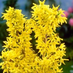 Golden Bells | Forsythia Intermedia 'Spectabilis' 6 Golden Bells | Forsythia Intermedia 'Spectabilis' -Roots Plants Shop SHR0170 3