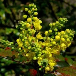 Ultimate Flowering Hedge | Growers' Choice -Roots Plants Shop SHR0172 2 ab8aa4a4 7dfd 4072 a01d ccf4c451a64b