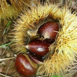 A Completely Edible Hedge | 3/5/10/20m Packs 16 A Completely Edible Hedge | 3/5/10/20m Packs -Roots Plants Shop SHR0200 8 3afe6535 a52c 4968 8fef 9534dc43ae3c