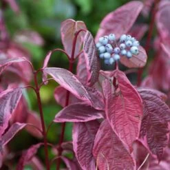 Best Value Cornus Collection | Winter Hedging -Roots Plants Shop SHR0201 3 6c724d71 b140 4168 ad05 561da55bcb19
