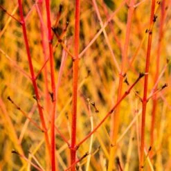 Livestock Friendly Farm Hedging | Growers' Choice | BN11 Compliant 13 Livestock Friendly Farm Hedging | Growers' Choice | BN11 Compliant -Roots Plants Shop SHR0205 1 acb46d59 63e6 4f13 9f3c da245b8922f1