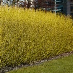 Best Value Cornus Collection | Winter Hedging -Roots Plants Shop SHR0207 3 b70f8cab 3fbc 4fea b2ed c8df511ce172