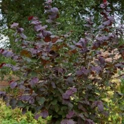 Livestock Friendly Farm Hedging | Growers' Choice | BN11 Compliant 14 Livestock Friendly Farm Hedging | Growers' Choice | BN11 Compliant -Roots Plants Shop SHR0208 1 c909d520 c38b 441a 8396 78a2813cb578