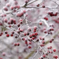 All Seasons Hedging | Growers' Choice -Roots Plants Shop SHR0210 6 db006dde e232 40fc a1d6 5d61d21e7bf3