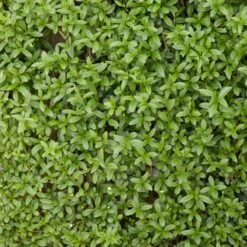 Fast Growing Evergreen Hedging Wildlife Mix | Growers' Choice 10 Fast Growing Evergreen Hedging Wildlife Mix | Growers' Choice -Roots Plants Shop SHR0225 2 0a078499 cb87 471e b521 23b157f3fe2e