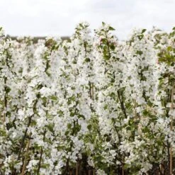 Ultimate Flowering Hedge | Growers' Choice -Roots Plants Shop SHR0229 2 bf771328 6098 4068 b17a f9cc722a3908