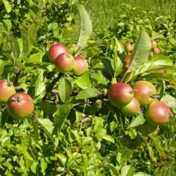 All Seasons Hedging | Growers' Choice -Roots Plants Shop SHR0229 6 d11146dc 1340 42da b37c 8c79d5a56dd2