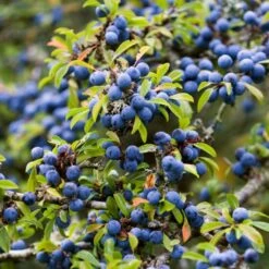 Best Mixed Native Wildlife Hedging | Growers' Choice 12 Best Mixed Native Wildlife Hedging | Growers' Choice -Roots Plants Shop SHR0240 1 5843703b 3b06 40dc 988f 0dd4fbaec567