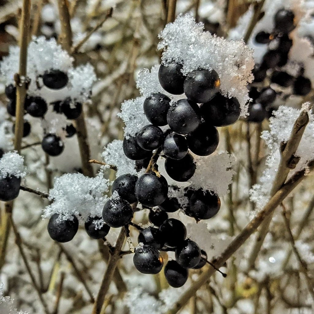 A Completely Edible Hedge | 3/5/10/20m Packs 7 A Completely Edible Hedge | 3/5/10/20m Packs - Image 7