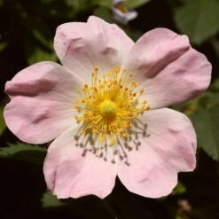 Ultimate Flowering Hedge | Growers' Choice -Roots Plants Shop SHR0246 1