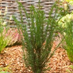 Common Yew | Taxus Baccata -Roots Plants Shop SHR0261 2