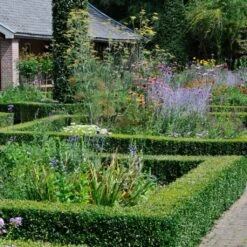 Common Yew | Taxus Baccata -Roots Plants Shop SHR0261 3