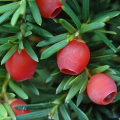 Common Yew | Taxus Baccata -Roots Plants Shop SHR0261 4