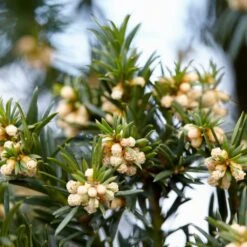 Common Yew | Taxus Baccata -Roots Plants Shop SHR0261 6
