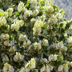 Fast Growing Evergreen Hedging Wildlife Mix | Growers' Choice 15 Fast Growing Evergreen Hedging Wildlife Mix | Growers' Choice -Roots Plants Shop SHR0263 4 e126b2d1 241b 466a 847e 12cdb3686ee0