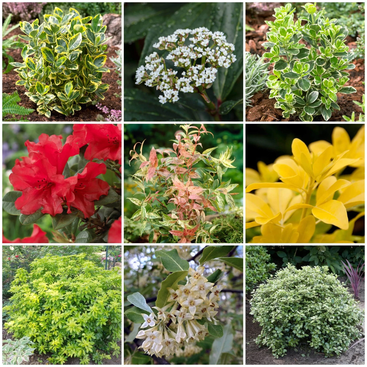 Best Small Evergreen Shrubs 1 Best Small Evergreen Shrubs