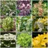 Best Shrubs For Borders