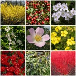 All Seasons Hedging | Growers' Choice -Roots Plants Shop SHRCOL29 1