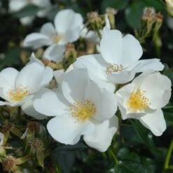 Shrub Rose Collection | Roses For The Border -Roots Plants Shop SILVERGHOST fffad142 e1f7 4394 9a1d a690b5043550
