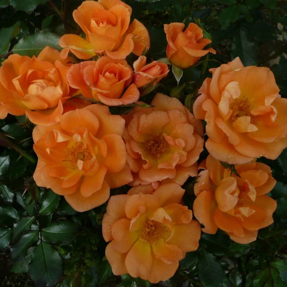 'Sweet Magic' Patio Shrub Rose 1 'Sweet Magic' Patio Shrub Rose