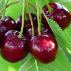 'Sasha' Cherry Tree 7 'Sasha' Cherry Tree -Roots Plants Shop Sasha 3