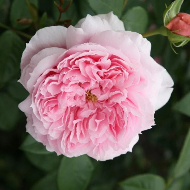 'Schöhne Maid' Hybrid Tea Rose 2 'Schöhne Maid' Hybrid Tea Rose - Image 2