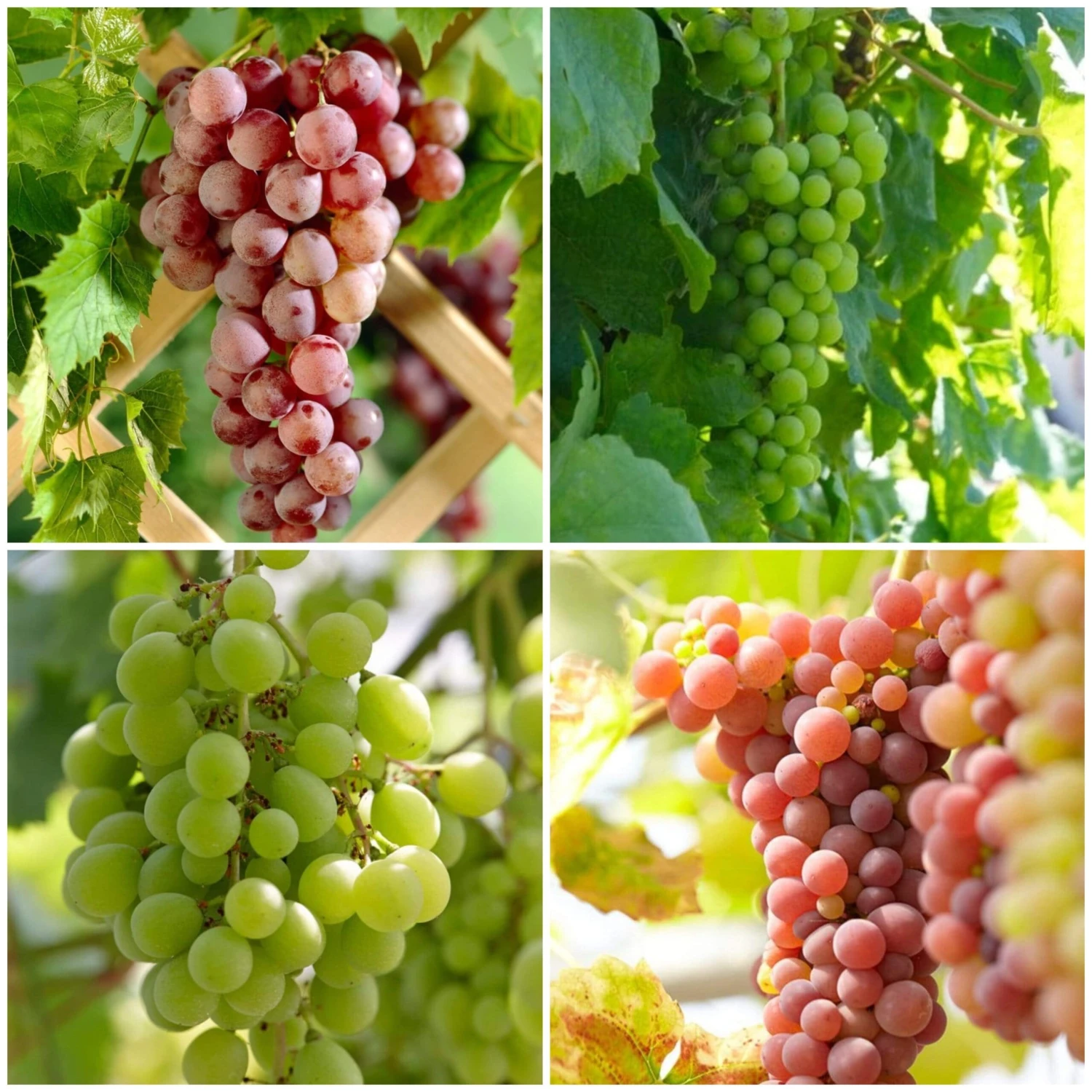 Seedless Outdoor Grape Collection 2 Seedless Outdoor Grape Collection - Image 2
