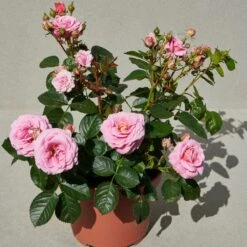 'Palace Tabor' Patio Shrub Rose -Roots Plants Shop Tabor Palace Poulpal104 N 3
