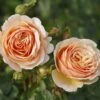 'Tropicana' Hybrid Tea Rose