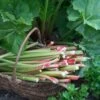 'Goliath' Rhubarb Plant