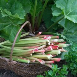 Full Season Rhubarb Collection 8 Full Season Rhubarb Collection -Roots Plants Shop VEG0173 1 aa876d4d ee75 42cd 851d 43a214dc5cb2