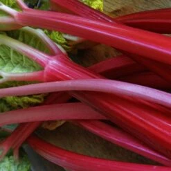 Full Season Rhubarb Collection 9 Full Season Rhubarb Collection -Roots Plants Shop VEG0179 2 ee10ba25 a25e 48e9 9e72 1c0d320a2add