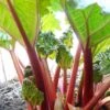 'Timperley Early' Rhubarb Plant