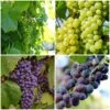 British Winemaking Grape Vines Collection