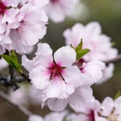 'Princess' Almond Tree | Prunus Dulcis -Roots Plants Shop almond 1