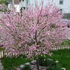 'Princess' Almond Tree | Prunus Dulcis
