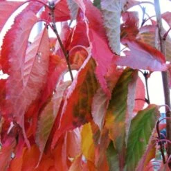 Flagpole Cherry Blossom Tree | Prunus Amanogawa -Roots Plants Shop amanogawaautumn