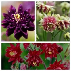 Aquilegia Barlow Collection