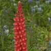 Lupin West Country Beefeater