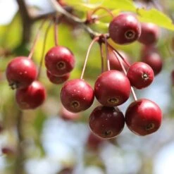 'Sun Rival' Crabapple Tree 7 'Sun Rival' Crabapple Tree -Roots Plants Shop berries 4380182 960 720