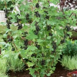 Big Ben Blackcurrant Bush -Roots Plants Shop bigben 2