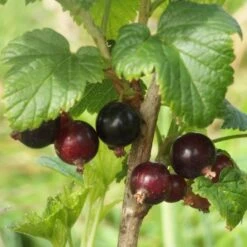 Big Ben Blackcurrant Bush -Roots Plants Shop bigben 3