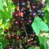 Big Ben Blackcurrant Bush