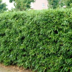 Green Bamboo | Phyllostachys Bisettii -Roots Plants Shop bissetiibamboo 2