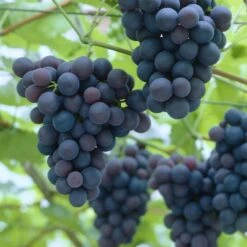 'Black Hamburgh' Indoor Grape Vine -Roots Plants Shop black hamburg
