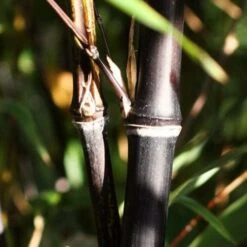 Black Bamboo | Phyllostachys Nigra -Roots Plants Shop blackbamboo 1