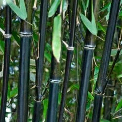 Black Bamboo | Phyllostachys Nigra