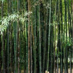 Black Bamboo | Phyllostachys Nigra -Roots Plants Shop blackbamboo 5
